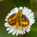 Yellow-banded Dart - Photo (c) Graham Possingham, some rights reserved (CC BY-NC-SA), uploaded by Graham Possingham