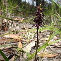 Genoplesium vernale