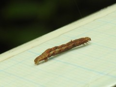 Pseudocollix hyperythra