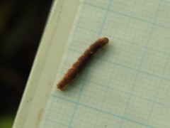 Pseudocollix hyperythra