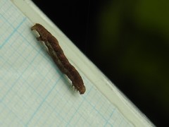 Pseudocollix hyperythra