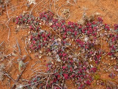 Euphorbia dallachyana