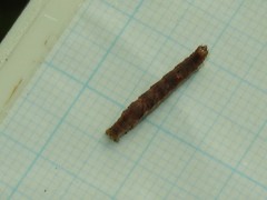 Pseudocollix hyperythra