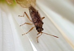 Nysius vinitor