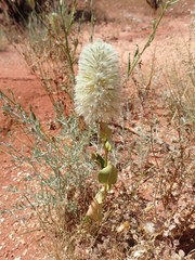 Ptilotus nobilis