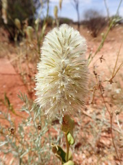 Ptilotus nobilis