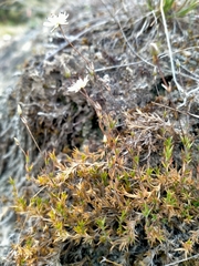 Stellaria gracilenta
