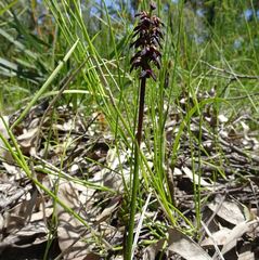 Genoplesium vernale
