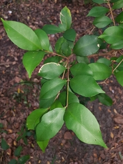 Syzygium australe