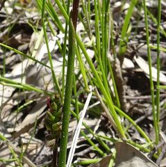 Genoplesium vernale