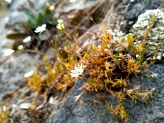 Stellaria gracilenta