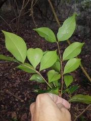 Syzygium australe