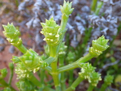 Tecticornia triandra