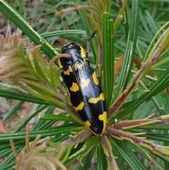 Cyrioides imperialis