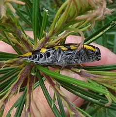 Cyrioides imperialis