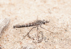 Apioceridae