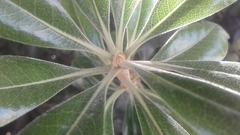 Magnoliopsida