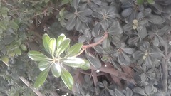 Magnoliopsida