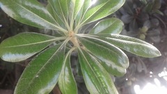 Magnoliopsida