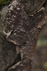 Steccherinaceae
