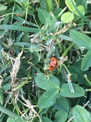 Coccinella septempunctata