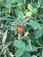 Coccinella septempunctata