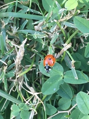 Coccinella septempunctata