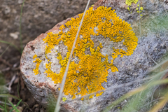 Candelina submexicana