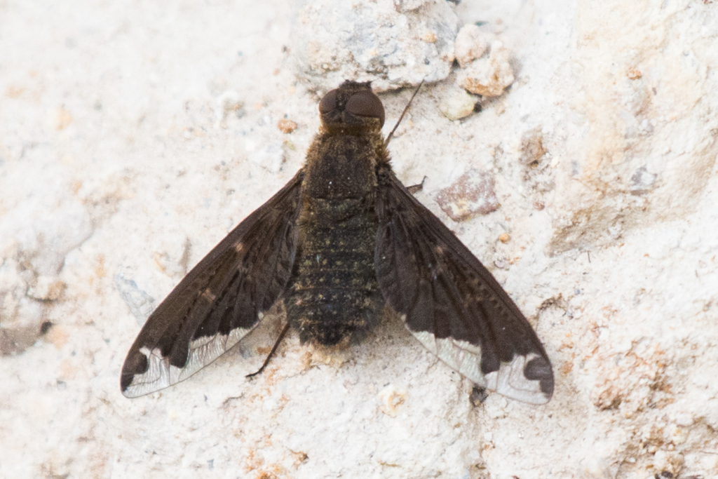 Hemipenthes blanchardiana