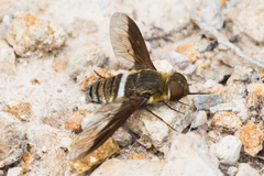 Exoprosopa rostrifera