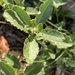 Hairy Joyweed - Photo (c) Greg Tasney, some rights reserved (CC BY-SA), uploaded by Greg Tasney