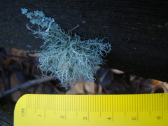 Usnea scabrata