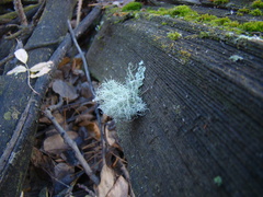 Usnea scabrata