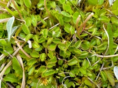 Ranunculus maculatus