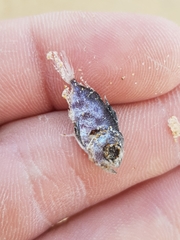 Priacanthidae
