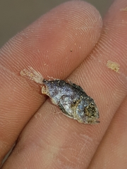 Priacanthidae
