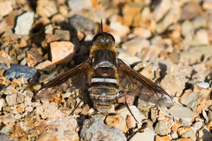 Exoprosopa rostrifera