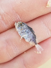 Priacanthidae