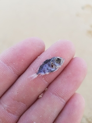 Priacanthidae