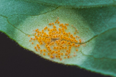 Puccinia bouvardiae