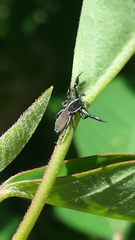 Holoplatys lhotskyi