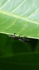 Holoplatys lhotskyi