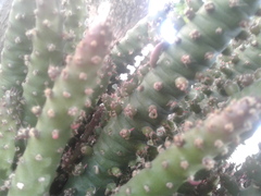 Cactaceae