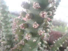Cactaceae