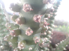 Cactaceae