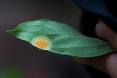 Puccinia bouvardiae