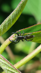 Holoplatys lhotskyi