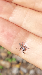 Holoplatys lhotskyi