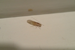 Caeciliusidae
