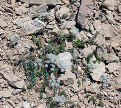 Anthriscus ruprechtii